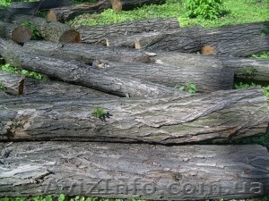 Продам  на постоянной основе кругляк акации - <ro>Изображение</ro><ru>Изображение</ru> #1, <ru>Объявление</ru> #17861