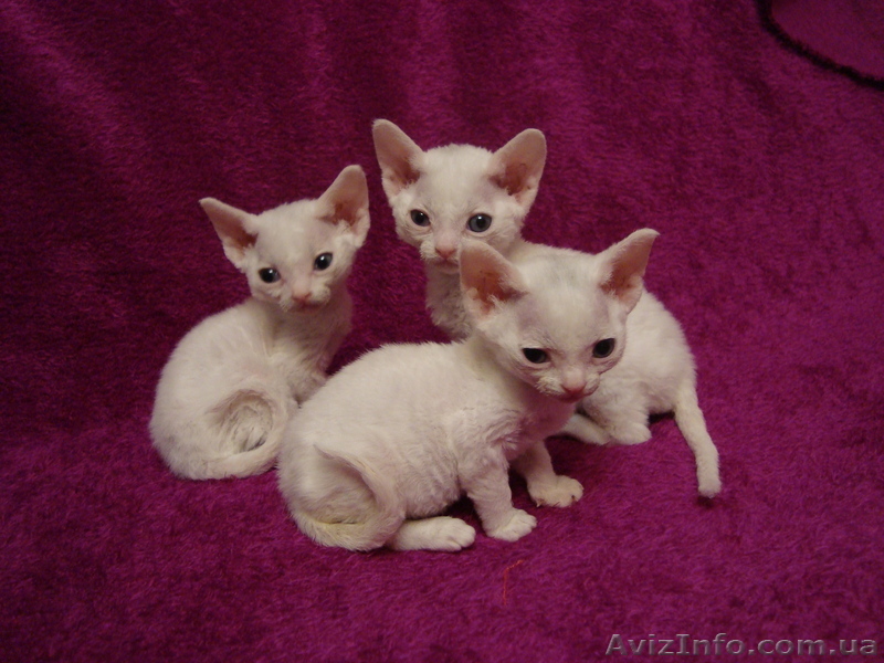 Белые малыши девон-рекс - <ro>Изображение</ro><ru>Изображение</ru> #1, <ru>Объявление</ru> #20811