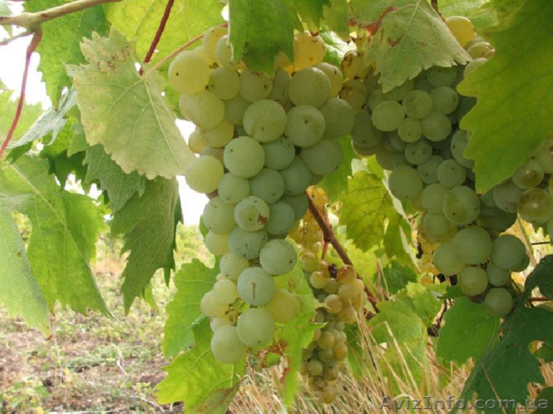 Саженцы винограда. - <ro>Изображение</ro><ru>Изображение</ru> #1, <ru>Объявление</ru> #23469