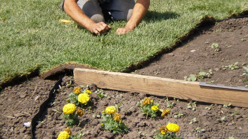 укладка рулонного газона в Днепропетровске - <ro>Изображение</ro><ru>Изображение</ru> #1, <ru>Объявление</ru> #26344