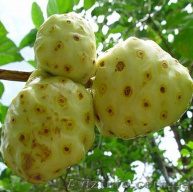 экстракт моринды лимоннолистной  - <ro>Изображение</ro><ru>Изображение</ru> #1, <ru>Объявление</ru> #44007