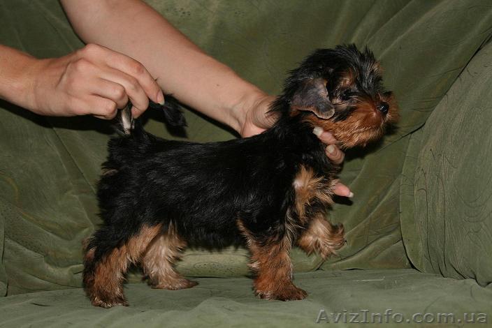 Йоркширский т-р - <ro>Изображение</ro><ru>Изображение</ru> #1, <ru>Объявление</ru> #73456