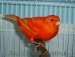 Продам красных, муаровых канареек - <ro>Изображение</ro><ru>Изображение</ru> #1, <ru>Объявление</ru> #87237