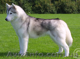 Голубоглазые щенки сибирский хаски  - <ro>Изображение</ro><ru>Изображение</ru> #1, <ru>Объявление</ru> #97053