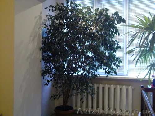 Продам, большой (высота~2,5м),мелколистный фикус - <ro>Изображение</ro><ru>Изображение</ru> #1, <ru>Объявление</ru> #97550