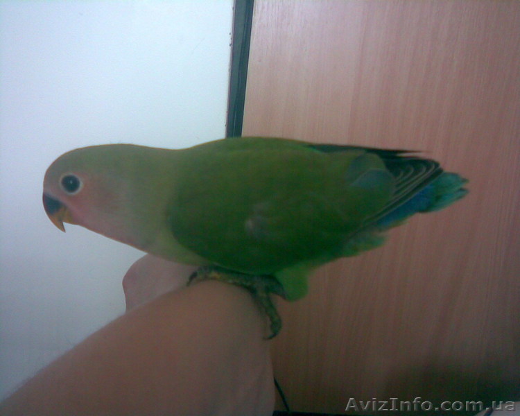 Птенцы розовощекого неразлучника - <ro>Изображение</ro><ru>Изображение</ru> #1, <ru>Объявление</ru> #98424