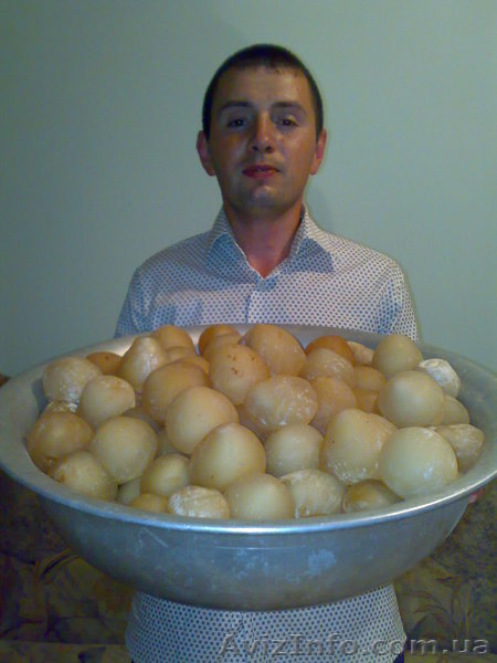 весёлку обыкновенную - <ro>Изображение</ro><ru>Изображение</ru> #1, <ru>Объявление</ru> #111630