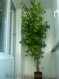 Продам фикус Бенджамина - <ro>Изображение</ro><ru>Изображение</ru> #1, <ru>Объявление</ru> #110230