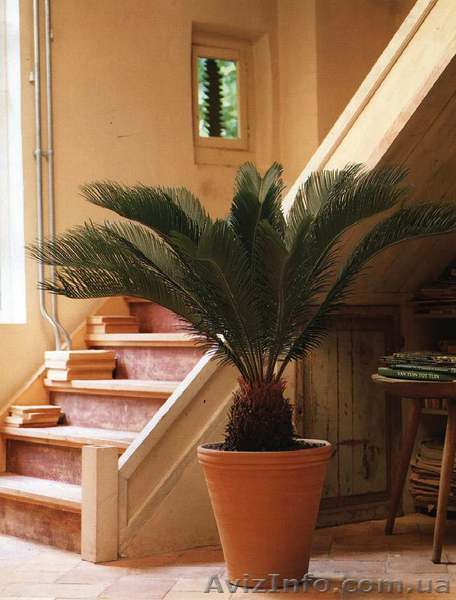 Информация про комнатные растения, уход, полив, пересадка - <ro>Изображение</ro><ru>Изображение</ru> #1, <ru>Объявление</ru> #129971