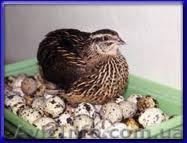 Бизнес на перепелах DVD-книга  - <ro>Изображение</ro><ru>Изображение</ru> #1, <ru>Объявление</ru> #156190