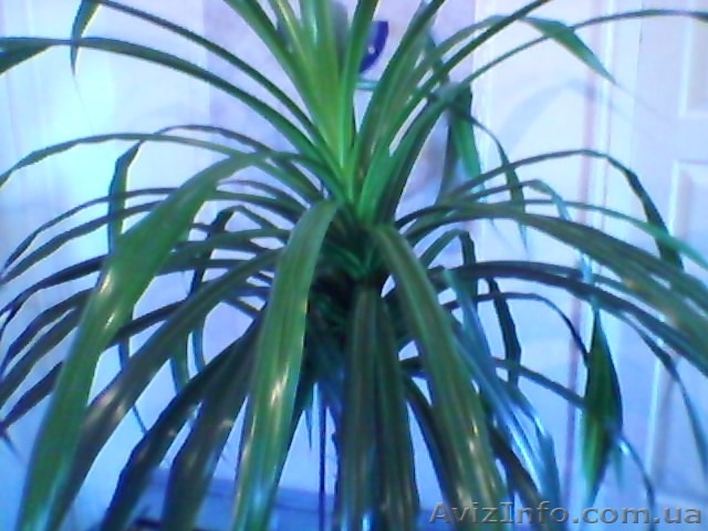 продам пальму панданус - <ro>Изображение</ro><ru>Изображение</ru> #1, <ru>Объявление</ru> #137672