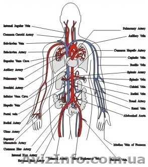 Полное обследование организма за 1 час - <ro>Изображение</ro><ru>Изображение</ru> #1, <ru>Объявление</ru> #161003