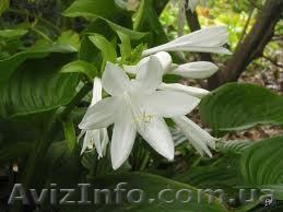 Продам  Хосту для озеленения участка - <ro>Изображение</ro><ru>Изображение</ru> #1, <ru>Объявление</ru> #179041