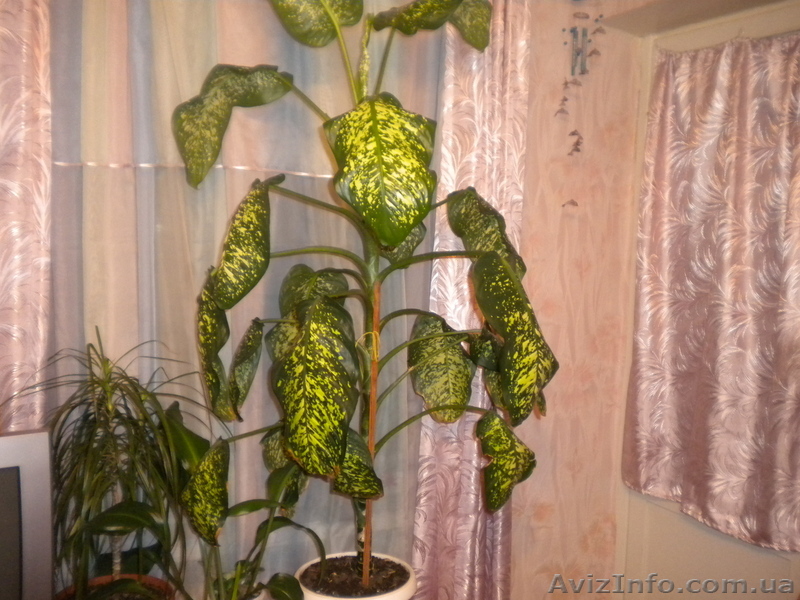 стволовая- диффембахия - <ro>Изображение</ro><ru>Изображение</ru> #1, <ru>Объявление</ru> #161394