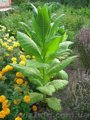 ПРОДАМ семена табака американской,украинской селекции - <ro>Изображение</ro><ru>Изображение</ru> #1, <ru>Объявление</ru> #172289