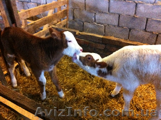 Домашняя молочная продукция - <ro>Изображение</ro><ru>Изображение</ru> #1, <ru>Объявление</ru> #201983