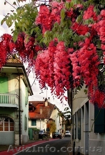 Глициния - вьющееся растение семейства бобовых - <ro>Изображение</ro><ru>Изображение</ru> #1, <ru>Объявление</ru> #222980