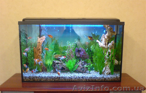 Обслуживание аквариумов, прудов, фонтанов. - <ro>Изображение</ro><ru>Изображение</ru> #1, <ru>Объявление</ru> #232419