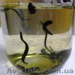 Пиявка медицинская - <ro>Изображение</ro><ru>Изображение</ru> #1, <ru>Объявление</ru> #267924