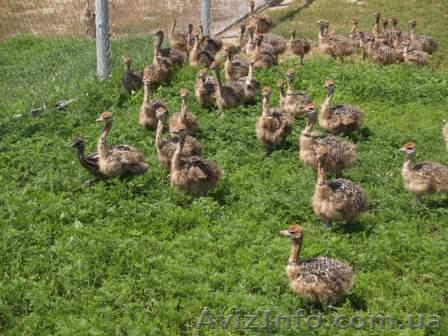 Гасанов Евгений, gev4@agro.dp.ua +380504518882 - <ro>Изображение</ro><ru>Изображение</ru> #1, <ru>Объявление</ru> #250348