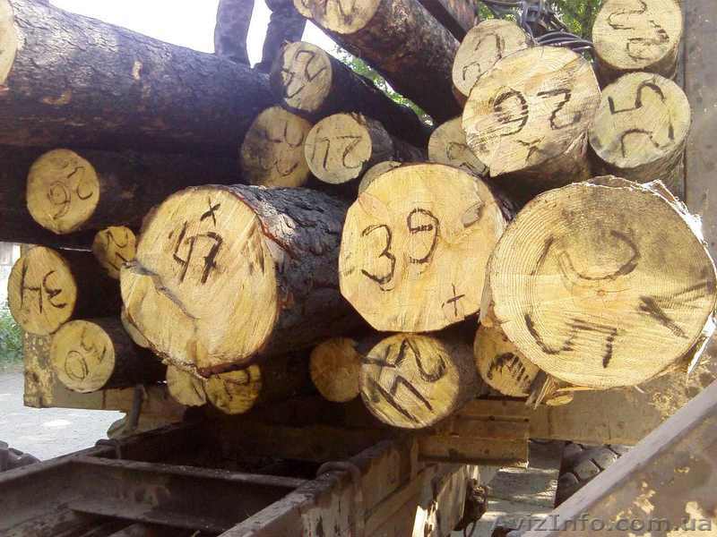 кругляк-пиловочник Продам  - <ro>Изображение</ro><ru>Изображение</ru> #1, <ru>Объявление</ru> #309050