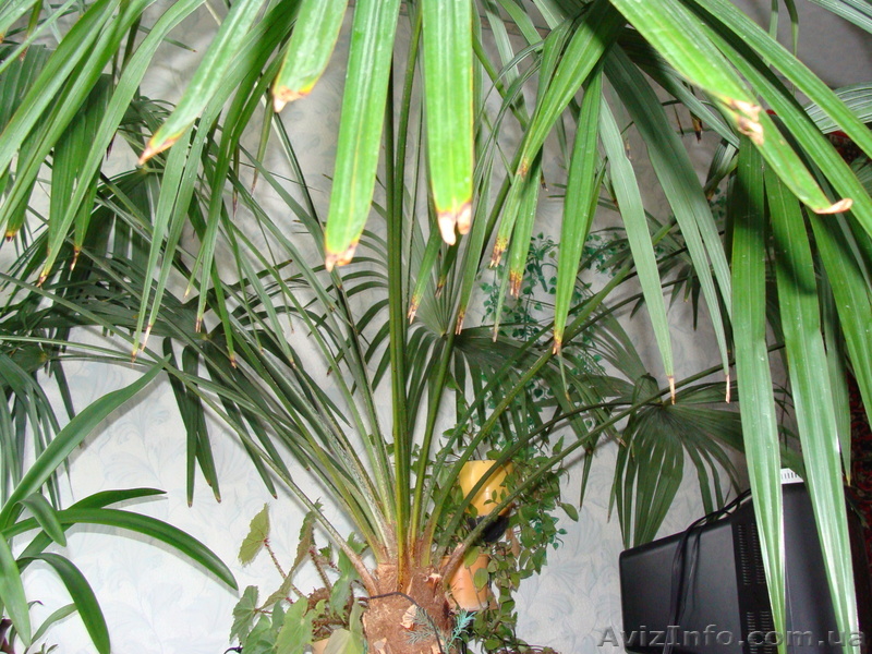 Продам пальму для дома или офиса - <ro>Изображение</ro><ru>Изображение</ru> #1, <ru>Объявление</ru> #304757
