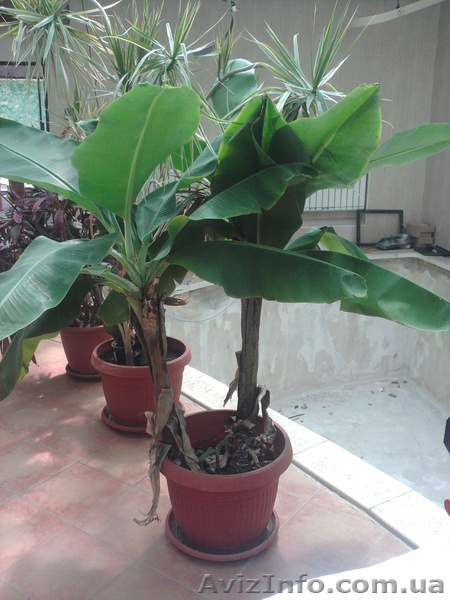 Банан японский, пальма - <ro>Изображение</ro><ru>Изображение</ru> #1, <ru>Объявление</ru> #322824