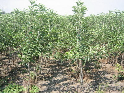 Саженцы садовых яблонь оптом - <ro>Изображение</ro><ru>Изображение</ru> #1, <ru>Объявление</ru> #384834