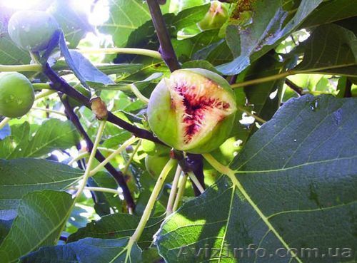 Продам инжир плодоносящий, комнатный. - <ro>Изображение</ro><ru>Изображение</ru> #1, <ru>Объявление</ru> #395914