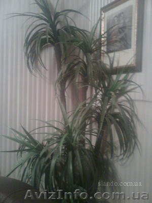 Искусственная пальма - <ro>Изображение</ro><ru>Изображение</ru> #1, <ru>Объявление</ru> #387047