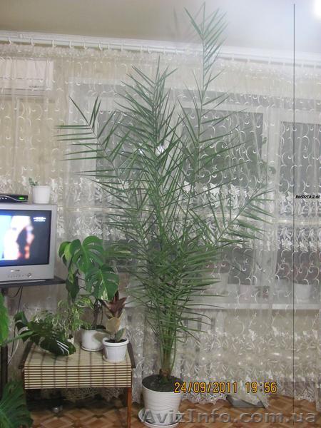  цветок Финиковая пальма - <ro>Изображение</ro><ru>Изображение</ru> #1, <ru>Объявление</ru> #398763