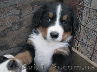    Щенки бернского зенненхунда  - <ro>Изображение</ro><ru>Изображение</ru> #1, <ru>Объявление</ru> #406885