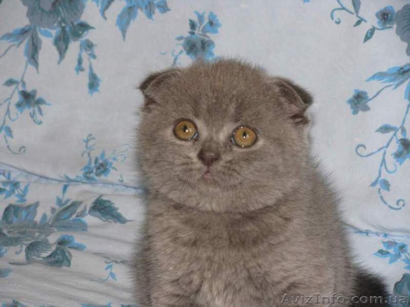 Плюшевые вислоушки с отличной родословной - <ro>Изображение</ro><ru>Изображение</ru> #1, <ru>Объявление</ru> #435157