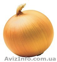 Продам лук Днепропетровск - <ro>Изображение</ro><ru>Изображение</ru> #1, <ru>Объявление</ru> #434951