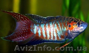 Макропод  оптом - <ro>Изображение</ro><ru>Изображение</ru> #1, <ru>Объявление</ru> #447154