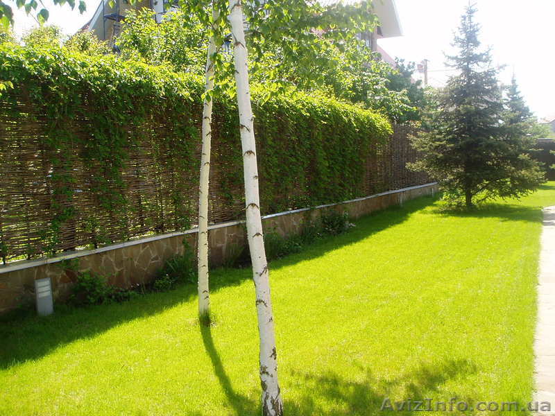 Украинский тын-забор из лозы - <ro>Изображение</ro><ru>Изображение</ru> #1, <ru>Объявление</ru> #447905