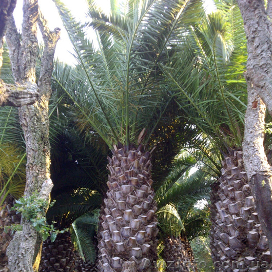 Средиземноморские растения для зимнего сада под заказ - <ro>Изображение</ro><ru>Изображение</ru> #1, <ru>Объявление</ru> #433970