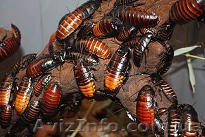 Мадагаскарский таракан - <ro>Изображение</ro><ru>Изображение</ru> #1, <ru>Объявление</ru> #479435