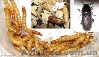 мучной червь или хрущак - <ro>Изображение</ro><ru>Изображение</ru> #1, <ru>Объявление</ru> #479433