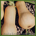 Продам сладкую тыкву - <ro>Изображение</ro><ru>Изображение</ru> #1, <ru>Объявление</ru> #476057