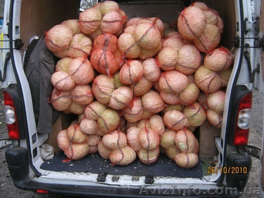 Капуста, морковь, свекла - <ro>Изображение</ro><ru>Изображение</ru> #1, <ru>Объявление</ru> #460188