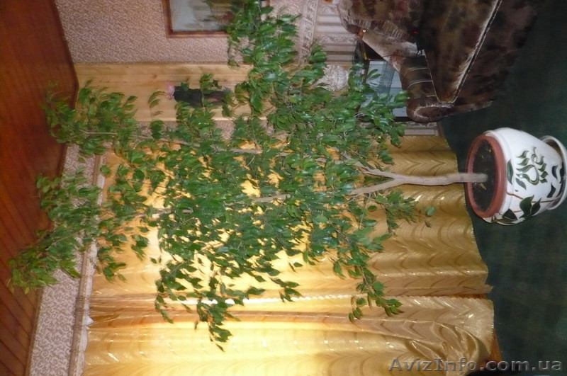 Фикус Бенжамина - <ro>Изображение</ro><ru>Изображение</ru> #1, <ru>Объявление</ru> #459158