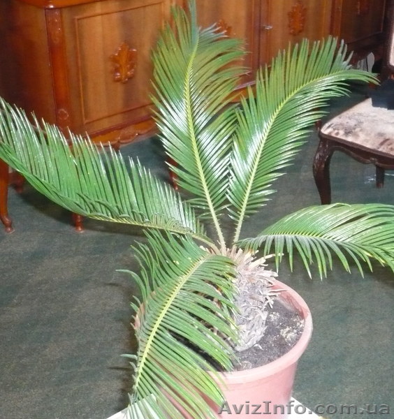 Цикас продам       - <ro>Изображение</ro><ru>Изображение</ru> #1, <ru>Объявление</ru> #459277