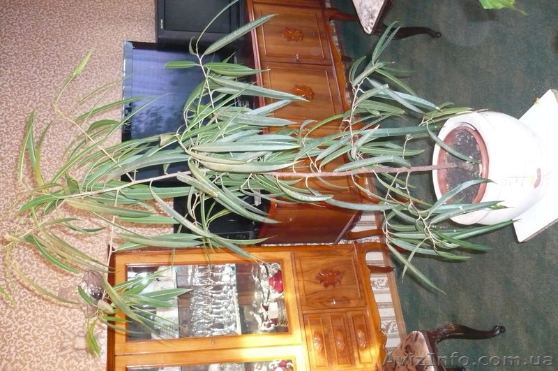 Фикус Али продам - <ro>Изображение</ro><ru>Изображение</ru> #1, <ru>Объявление</ru> #459266