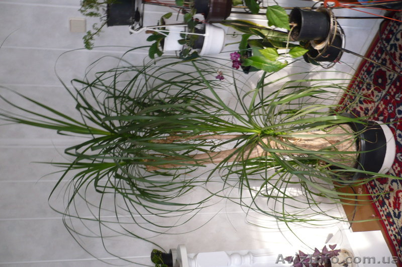 Бокарнея (Налина) продам - <ro>Изображение</ro><ru>Изображение</ru> #1, <ru>Объявление</ru> #459281