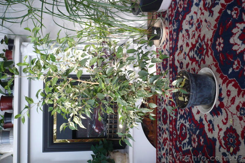 Фикус Бенжамина пестролистый - <ro>Изображение</ro><ru>Изображение</ru> #1, <ru>Объявление</ru> #459270