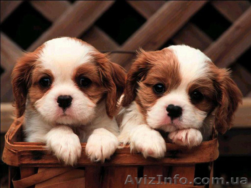 Предлагаются щенки кавалер кинг Чарльз спаниель - <ro>Изображение</ro><ru>Изображение</ru> #1, <ru>Объявление</ru> #499420
