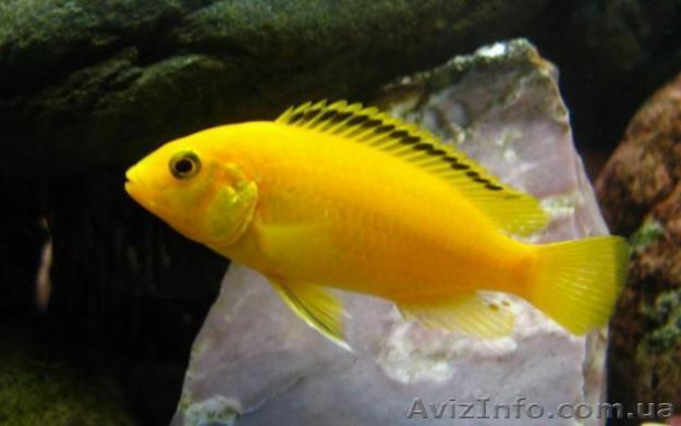 продам подростков лабидохромис елоу 4.5-5.5см 10гр - <ro>Изображение</ro><ru>Изображение</ru> #1, <ru>Объявление</ru> #499350