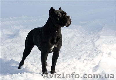 красивые девочки и мальчики Кане-Корсо чёрного и тигрового окраса - <ro>Изображение</ro><ru>Изображение</ru> #1, <ru>Объявление</ru> #499422