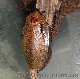 Архимандрит (Archimandrita tesselata) - <ro>Изображение</ro><ru>Изображение</ru> #1, <ru>Объявление</ru> #503563